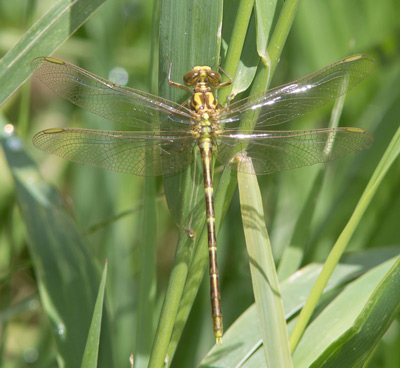 Austrogomphus guerini